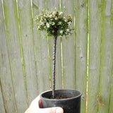 Thyme Leaf Cotoneaster on Standard - Cotoneaster microphylla 'Thymifolius'