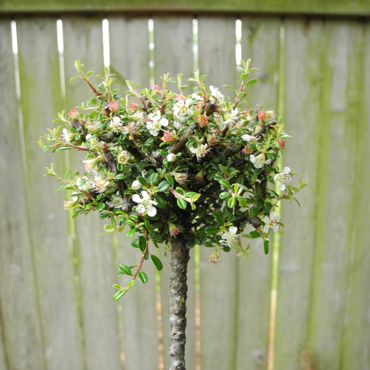Thyme Leaf Cotoneaster on Standard - Cotoneaster microphylla 'Thymifolius'