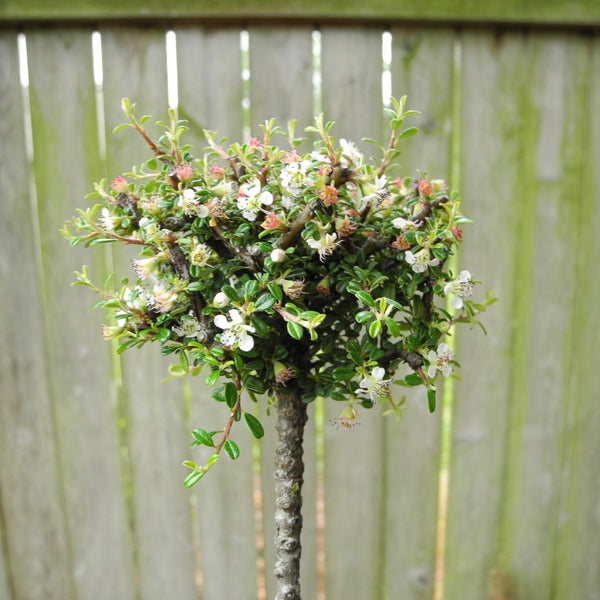 Thyme Leaf Cotoneaster on Standard - Cotoneaster microphylla 'Thymifolius'