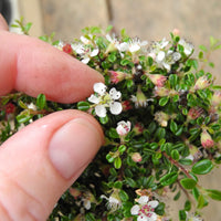 Thyme Leaf Cotoneaster on Standard - Cotoneaster microphylla 'Thymifolius'