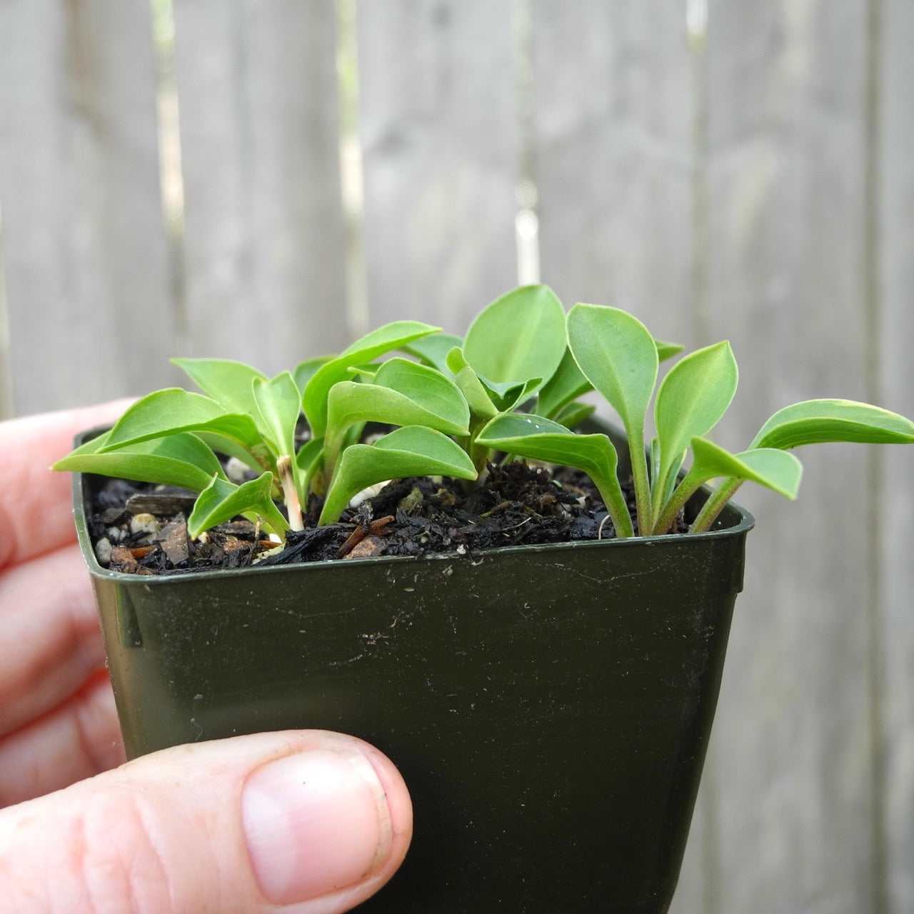 Mini Hosta 'Tiny Tears'