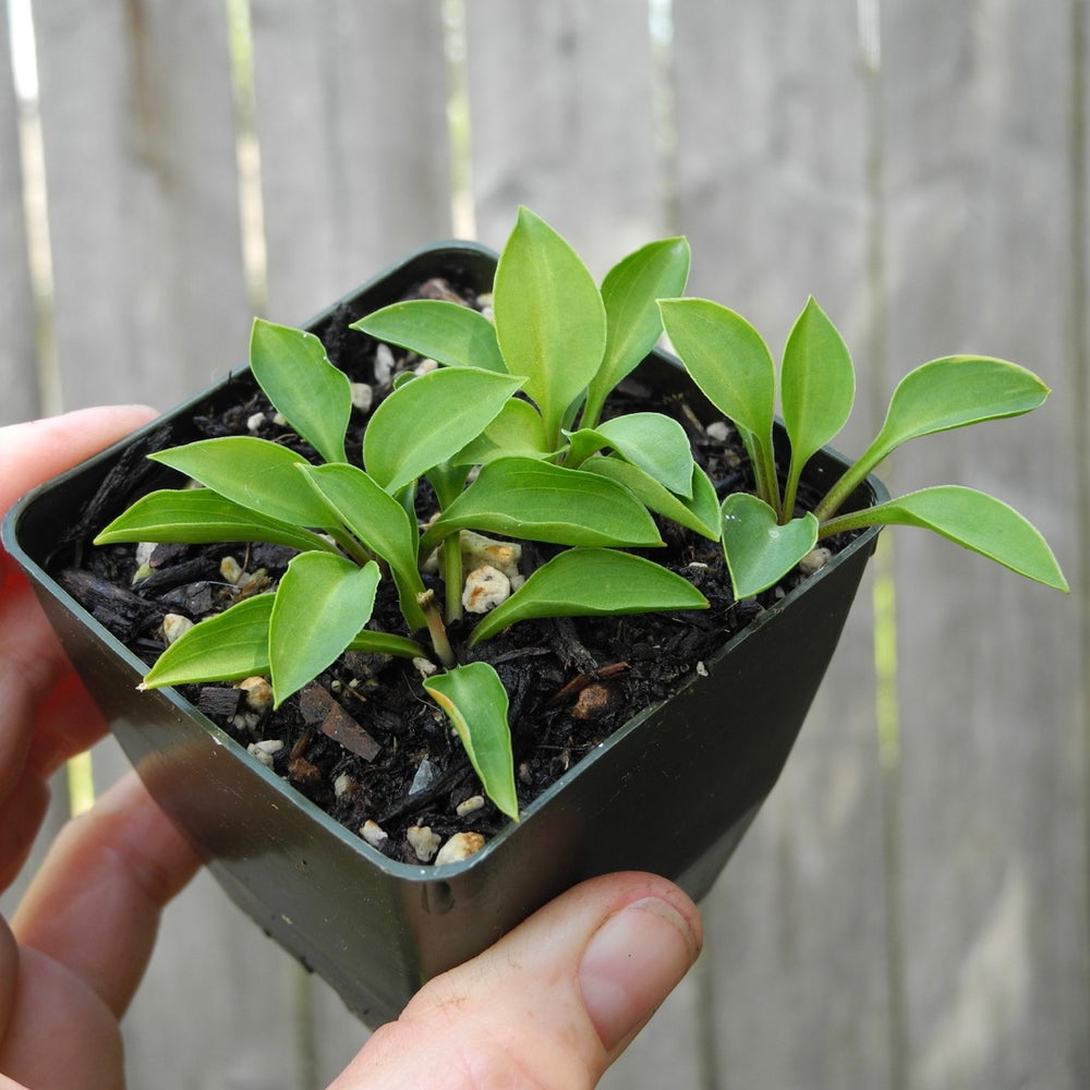 Miniature Garden Tiny Hosta for Miniature Garden Fairy Garden Plant ...