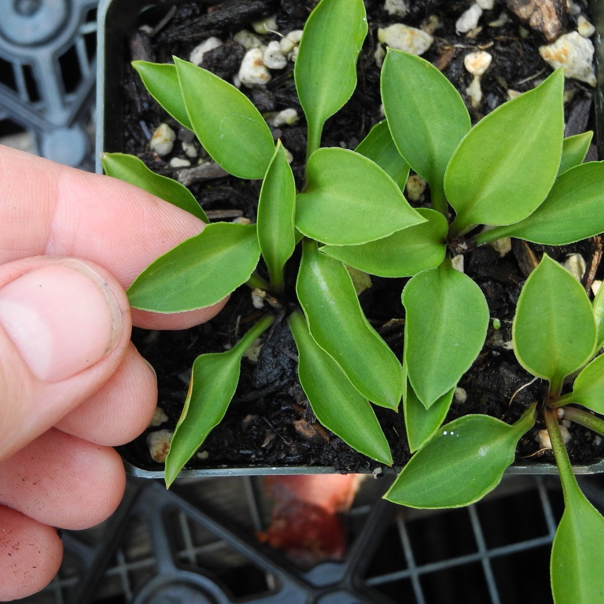 Mini Hosta 'Tiny Tears'