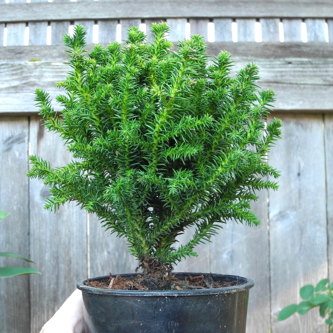 Dwarf Cushion Japanese Cedar - Cryptomeria japonica 'Birodo'