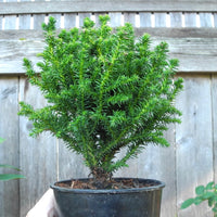 Dwarf Cushion Japanese Cedar - Cryptomeria japonica 'Birodo'