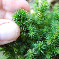 Dwarf Cushion Japanese Cedar - Cryptomeria japonica 'Birodo'