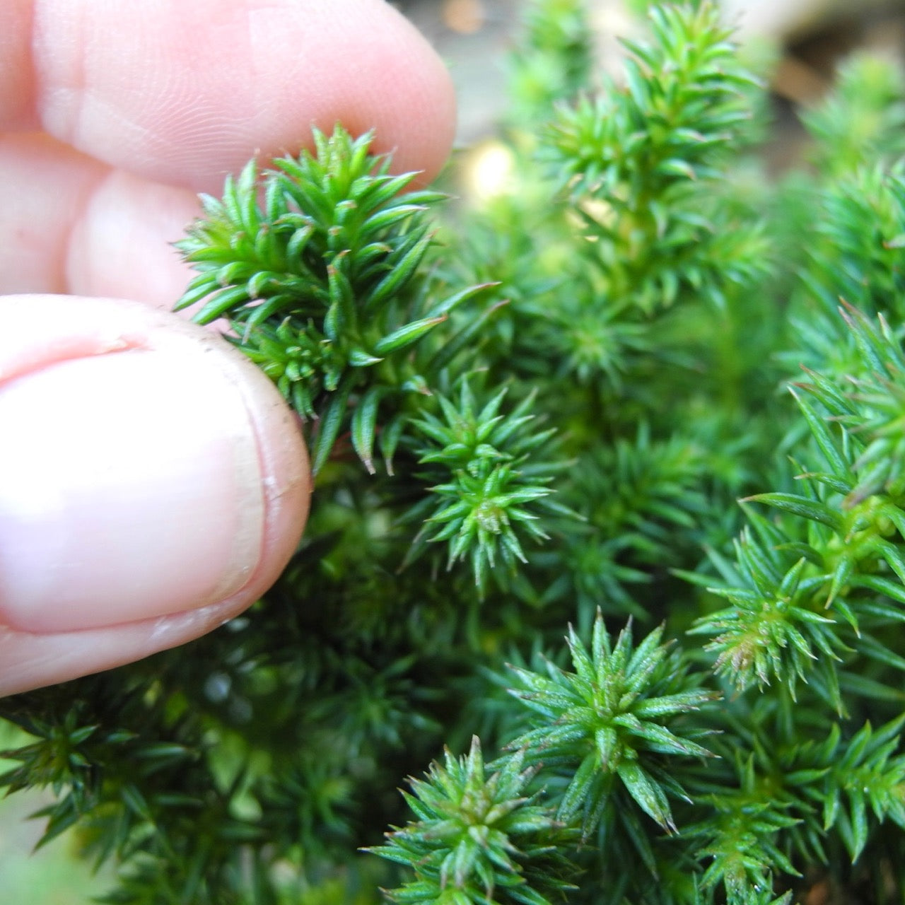 Dwarf Cushion Japanese Cedar - Cryptomeria japonica 'Birodo'
