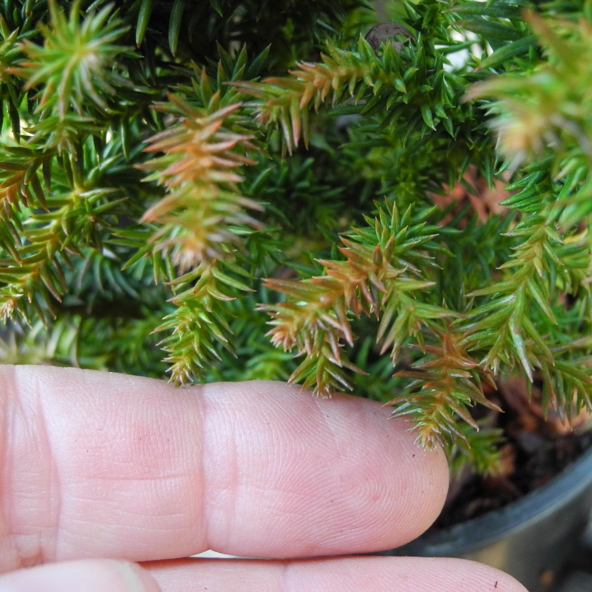 Dwarf Cushion Japanese Cedar - Cryptomeria japonica 'Birodo'