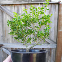 Geisha Japanese Holly - Ilex crenata 'Geisha'