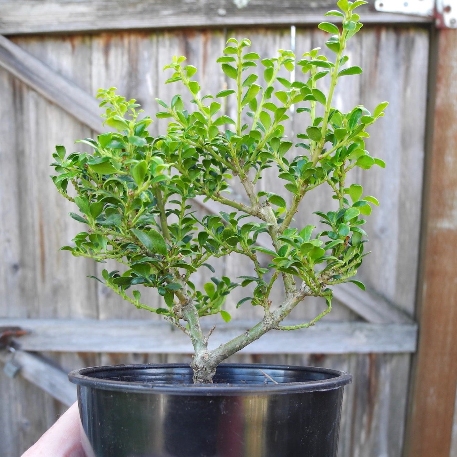 Geisha Japanese Holly - Ilex crenata 'Geisha'