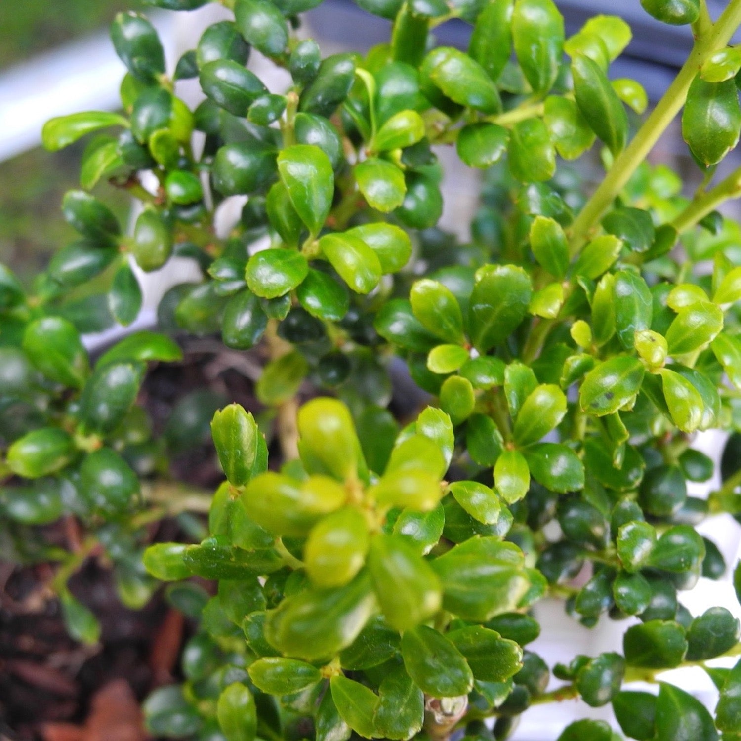 Geisha Japanese Holly - Ilex crenata 'Geisha'