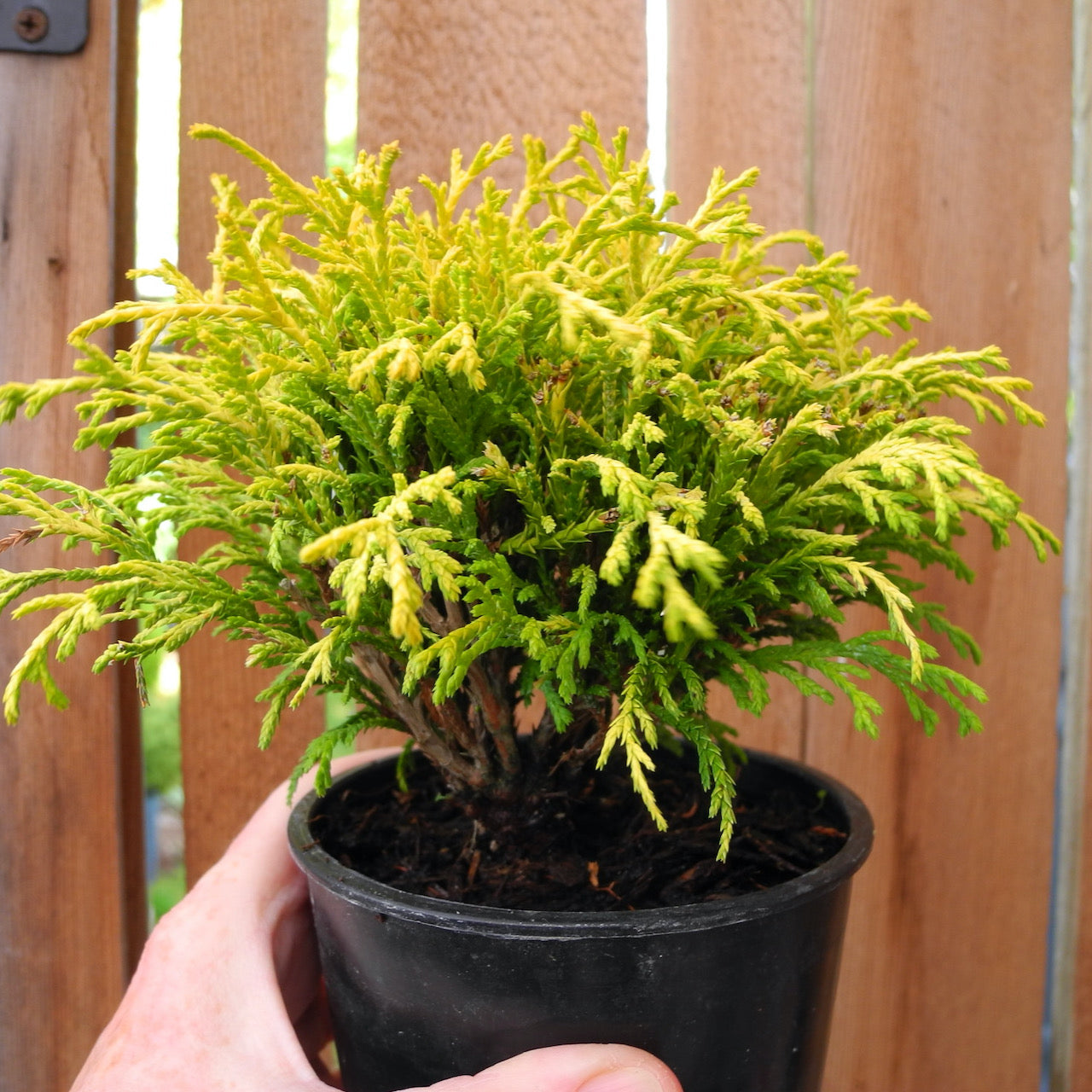 えびせんです♡プクラジ♡、ゴールデントパーズ、バイカラースモーキーetc. Miniature Garden Golden Mop Threadbranch Cypress - Chamaecyparis