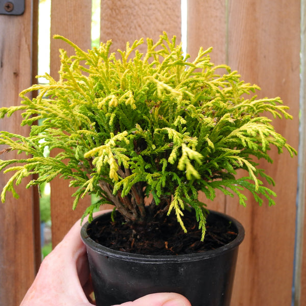 Golden Mop Threadbranch Cypress - Chamaecyparis pisifera 'Golden Mop'