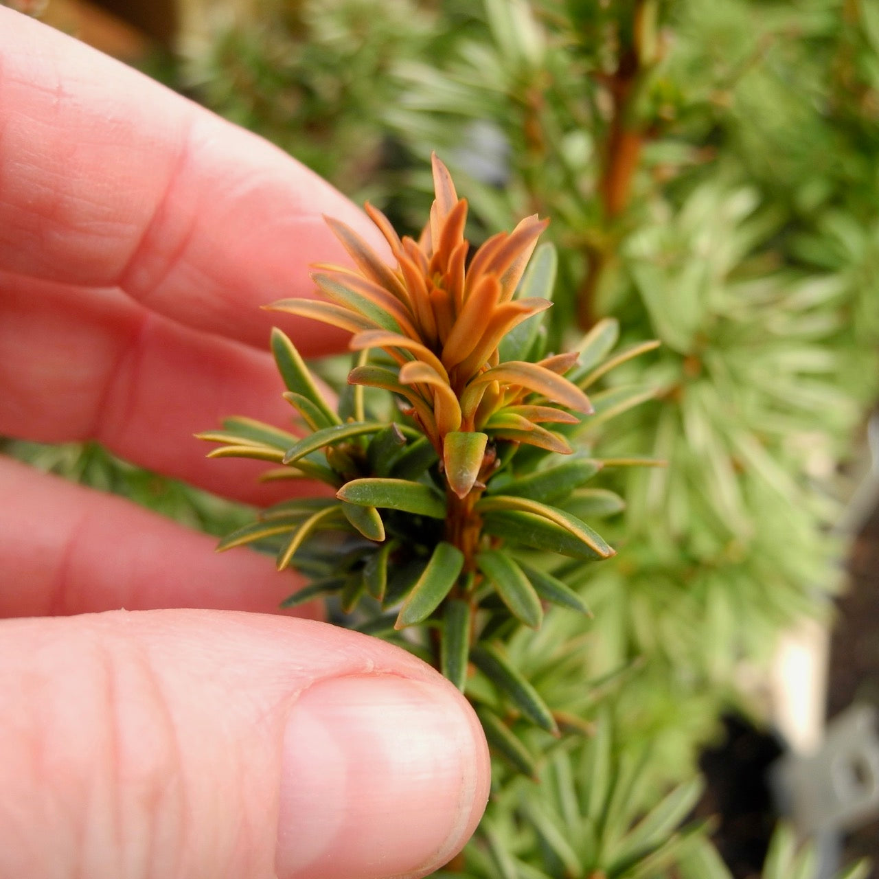 Dwarf Gold English Yew - Taxus baccata 'Goldener Zwerg'