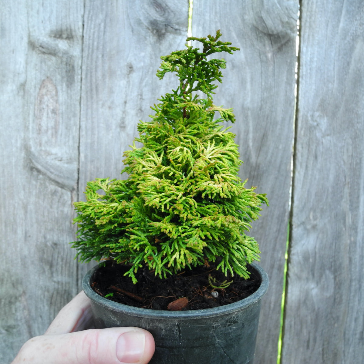 Golden Nymph Dwarf Hinoki Cypress - Chameacyparis obtusa 'Golden Nymph'