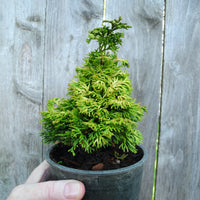 Golden Nymph Dwarf Hinoki Cypress - Chameacyparis obtusa 'Golden Nymph'