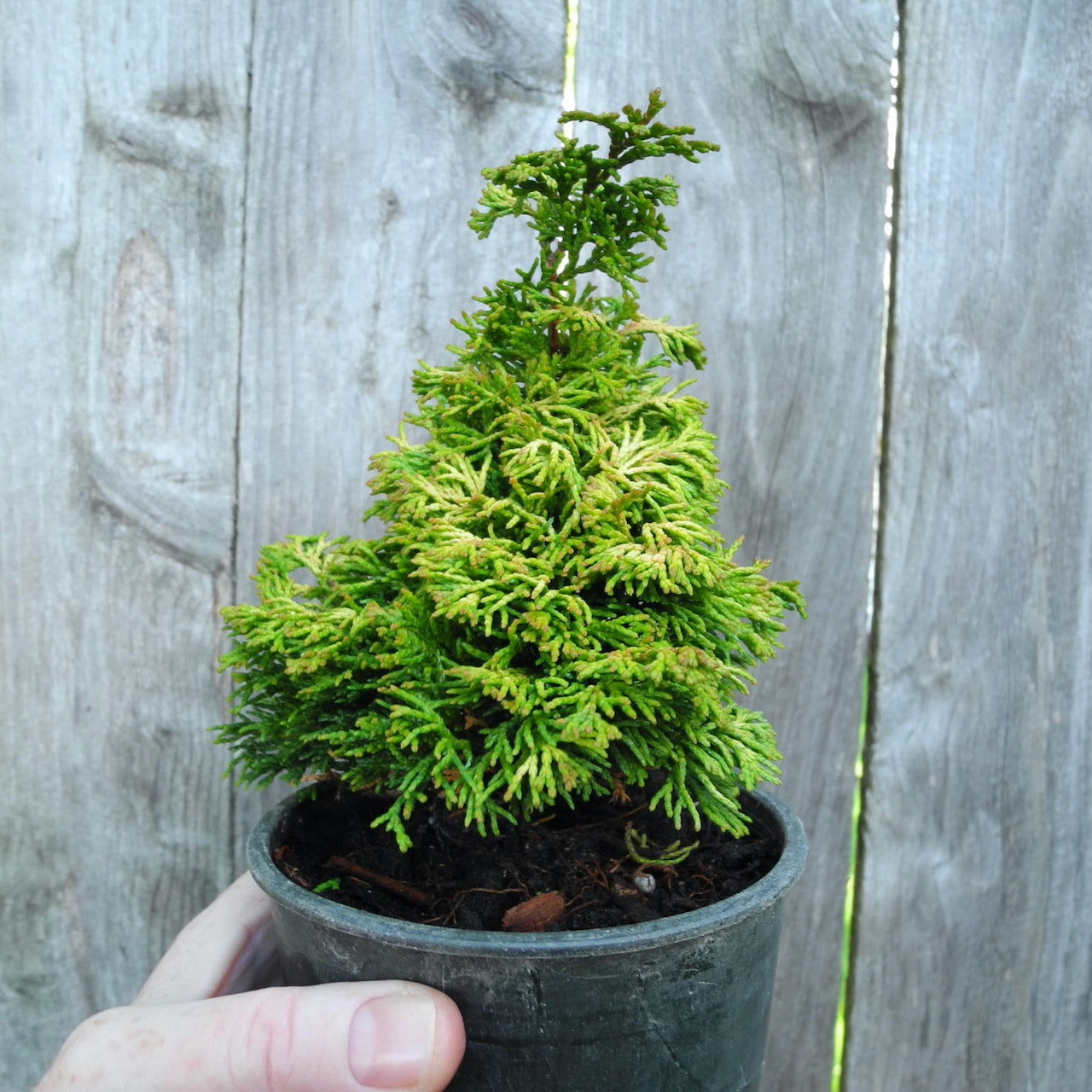 Golden Nymph Dwarf Hinoki Cypress - Chameacyparis obtusa 'Golden Nymph'