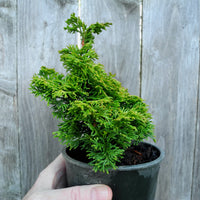Golden Nymph Dwarf Hinoki Cypress - Chameacyparis obtusa 'Golden Nymph'