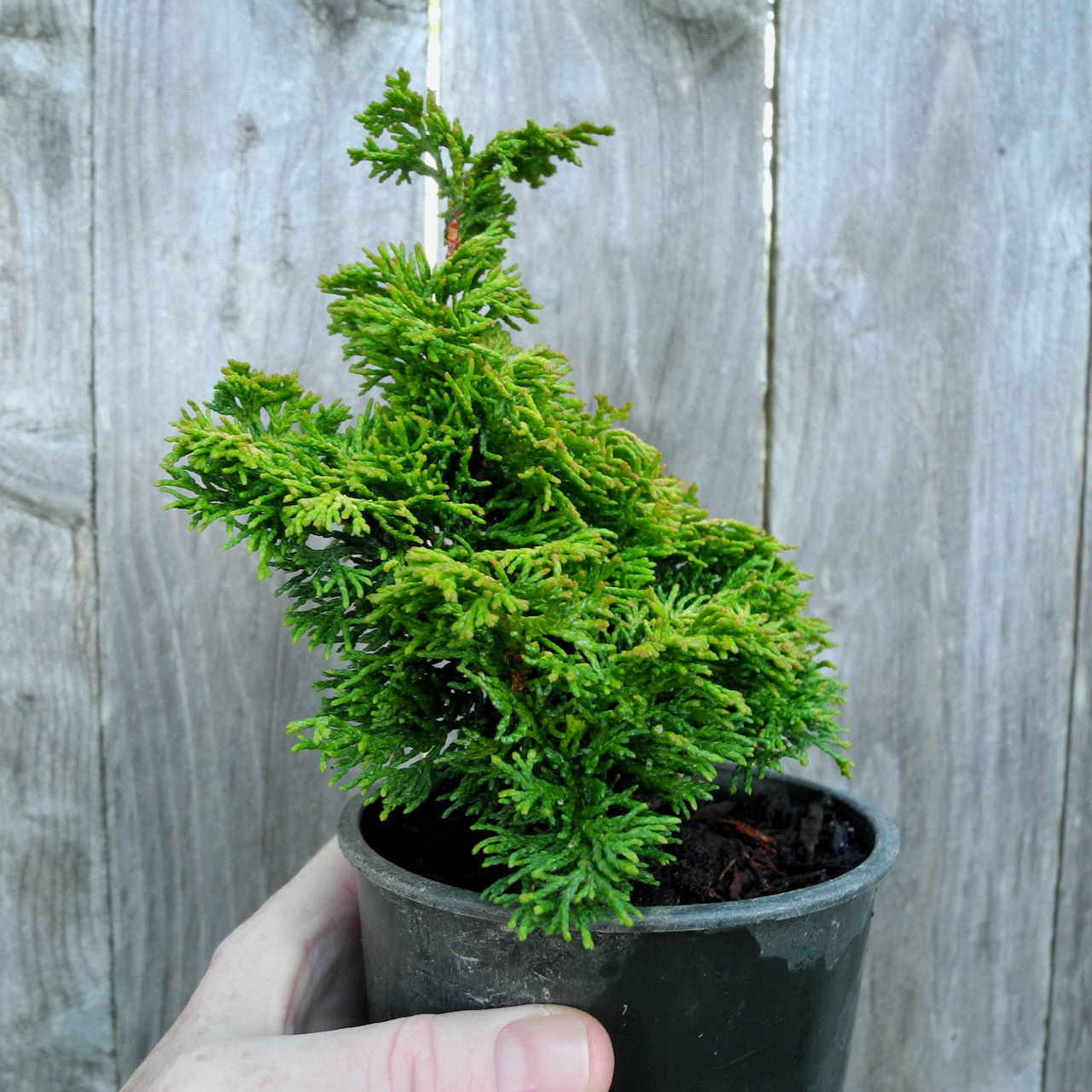 Golden Nymph Dwarf Hinoki Cypress - Chameacyparis obtusa 'Golden Nymph'