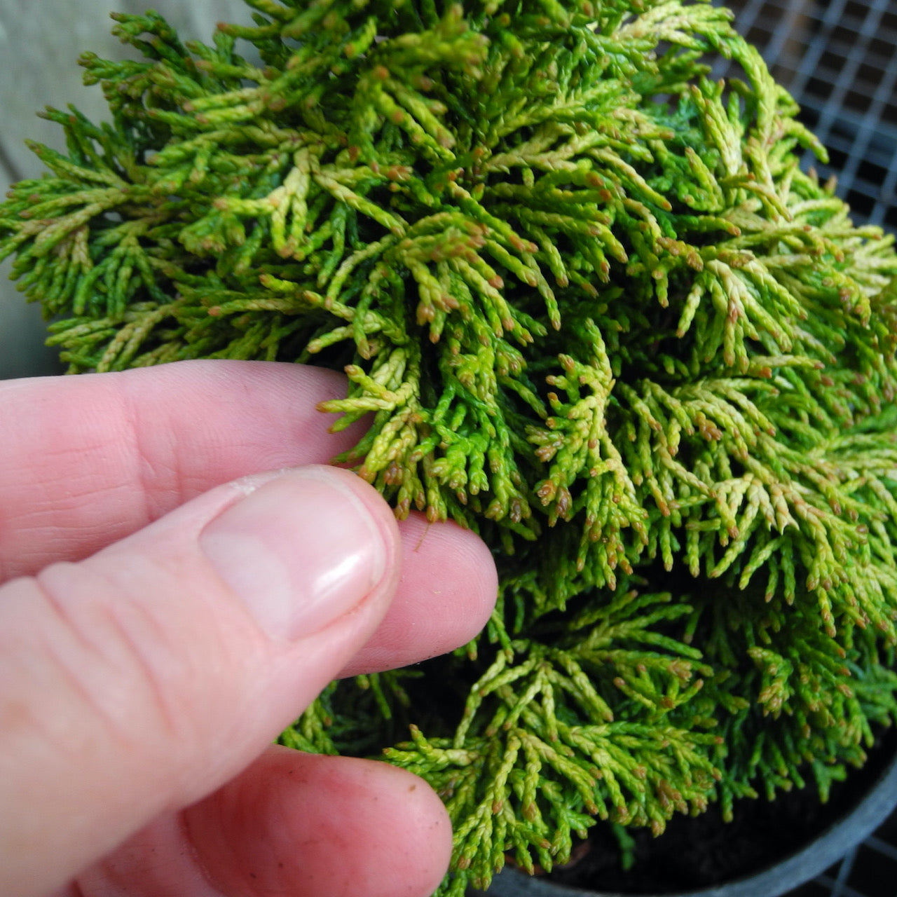Golden Nymph Dwarf Hinoki Cypress - Chameacyparis obtusa 'Golden Nymph'