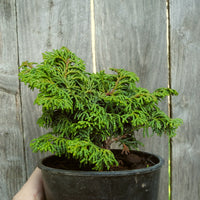 Koster Dwarf Hinoki Cypress - Chameacyparis obtusa 'Kosteri'