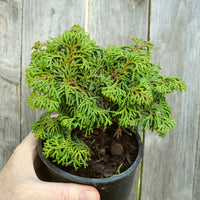 Koster Dwarf Hinoki Cypress - Chameacyparis obtusa 'Kosteri'