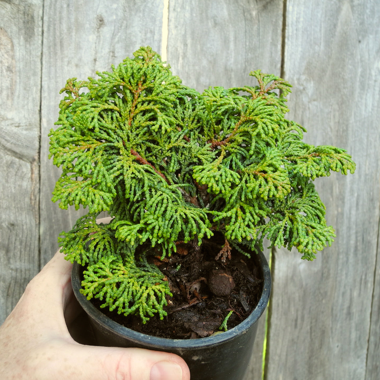 Koster Dwarf Hinoki Cypress - Chameacyparis obtusa 'Kosteri'
