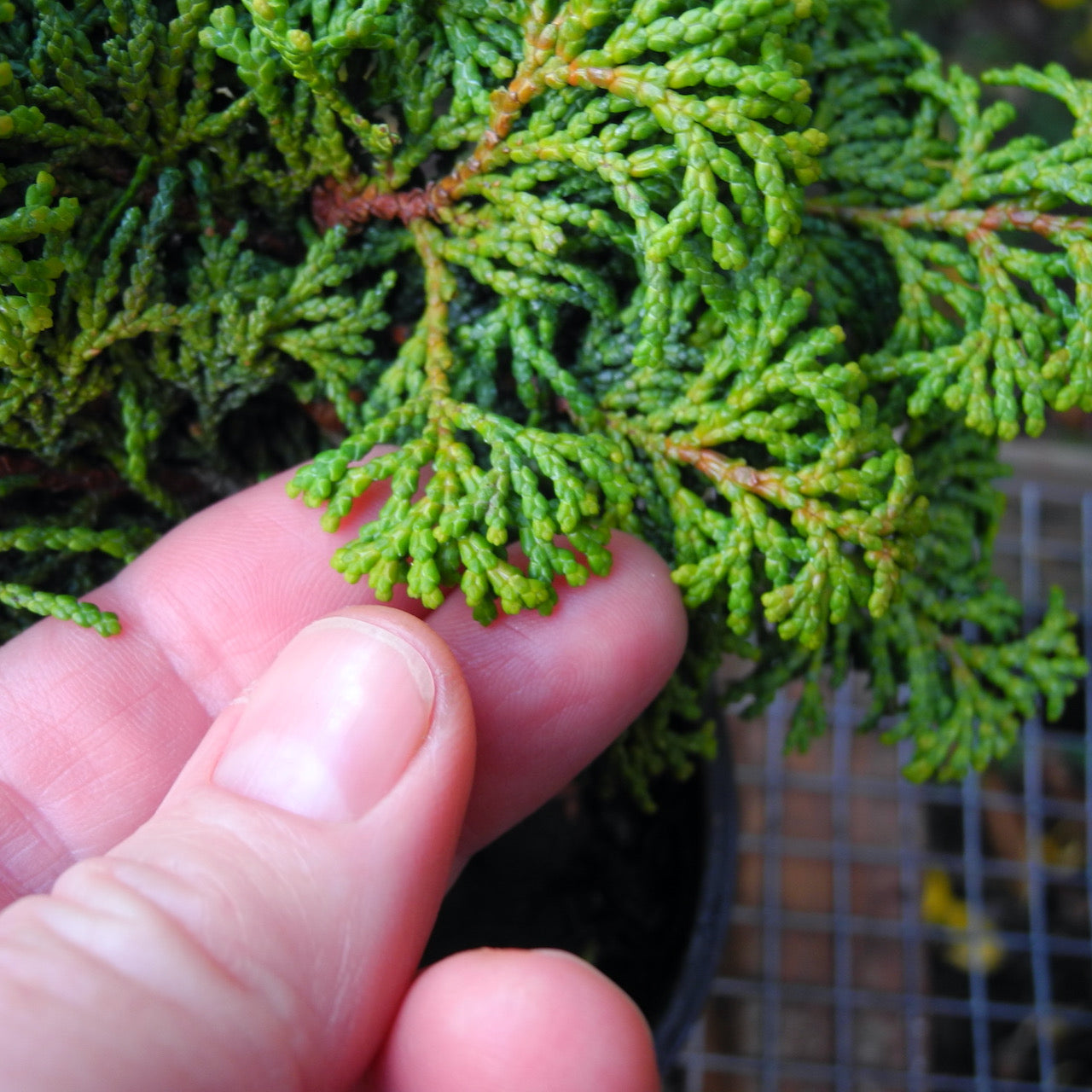 Koster Dwarf Hinoki Cypress - Chameacyparis obtusa 'Kosteri'