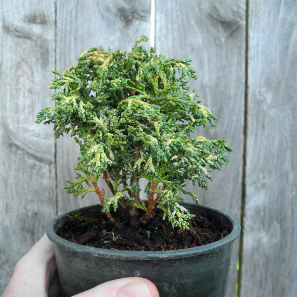 Mariesii Dwarf Hinoki Cypress - Chameacyparis obtusa 'Mariesii'