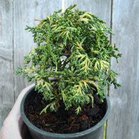 Mariesii Dwarf Hinoki Cypress - Chameacyparis obtusa 'Mariesii'
