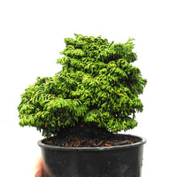 Maureen Hinoki Cypress - Chamaecyparis obtusa 'Maureen'