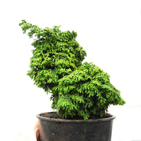 Maureen Hinoki Cypress - Chamaecyparis obtusa 'Maureen'