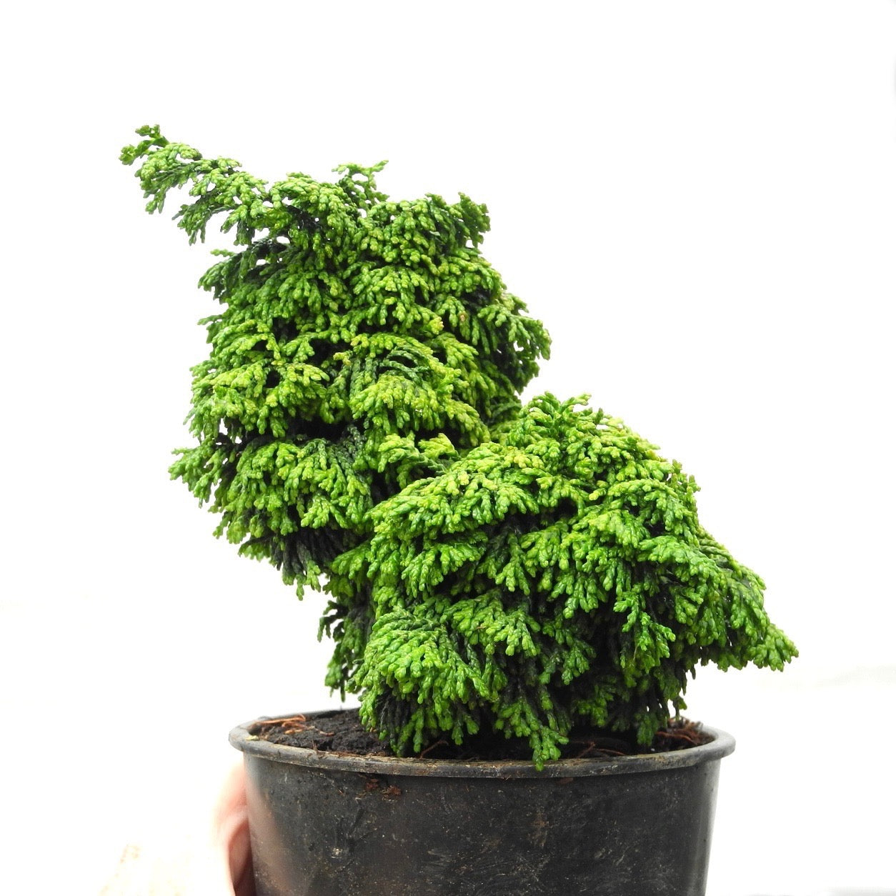 Maureen Hinoki Cypress - Chamaecyparis obtusa 'Maureen'