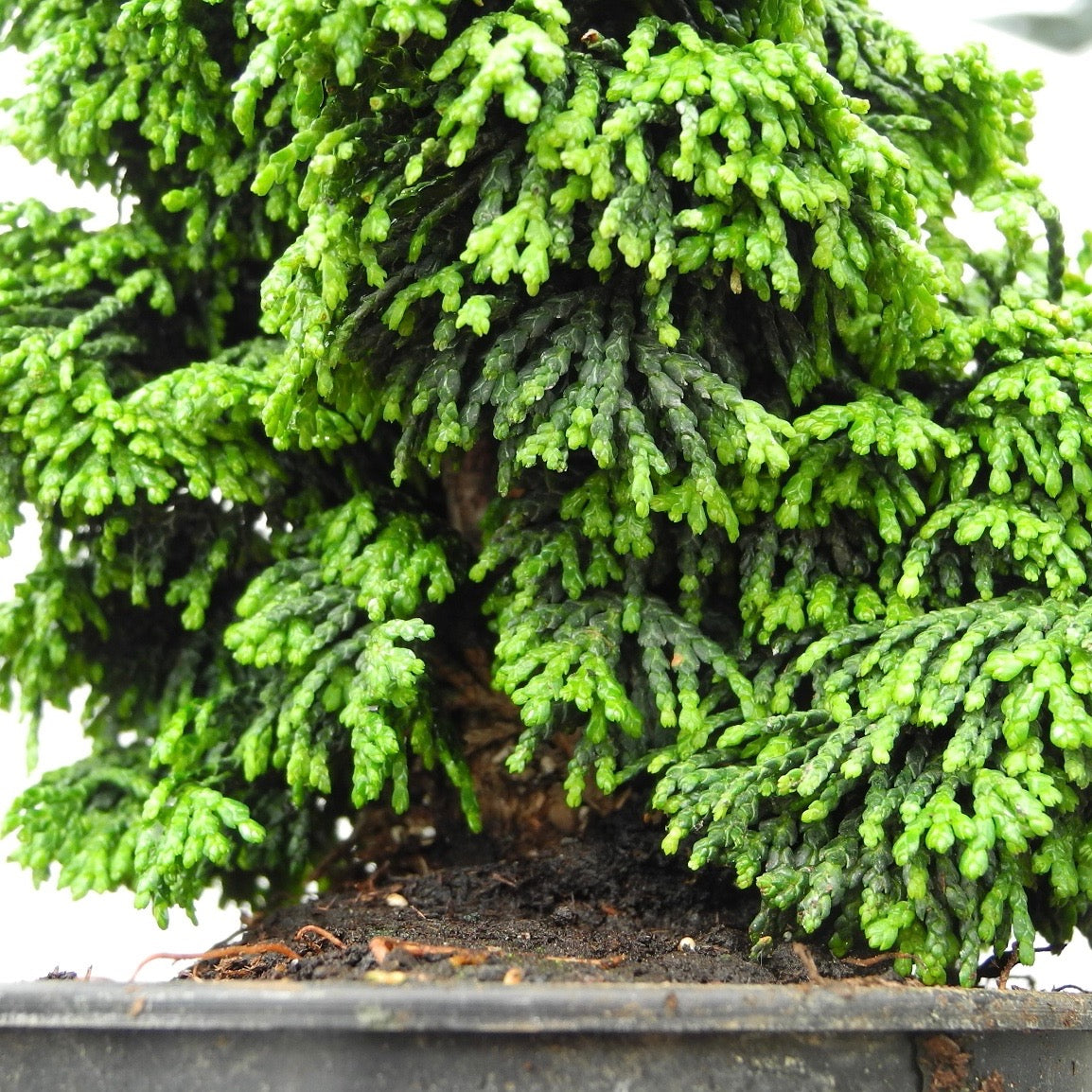 Maureen Hinoki Cypress - Chamaecyparis obtusa 'Maureen'