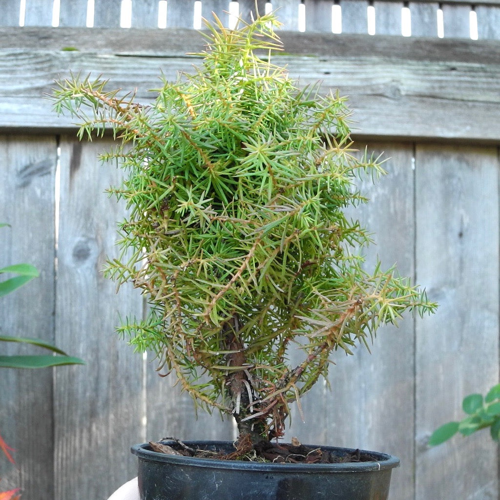 Mushroom Japanese Cedar - Cryptomeria japonica 'Mushroom'