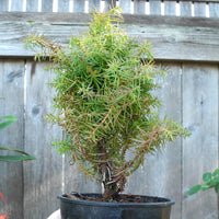 Mushroom Japanese Cedar - Cryptomeria japonica 'Mushroom'