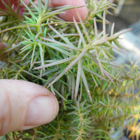 Mushroom Japanese Cedar - Cryptomeria japonica 'Mushroom'