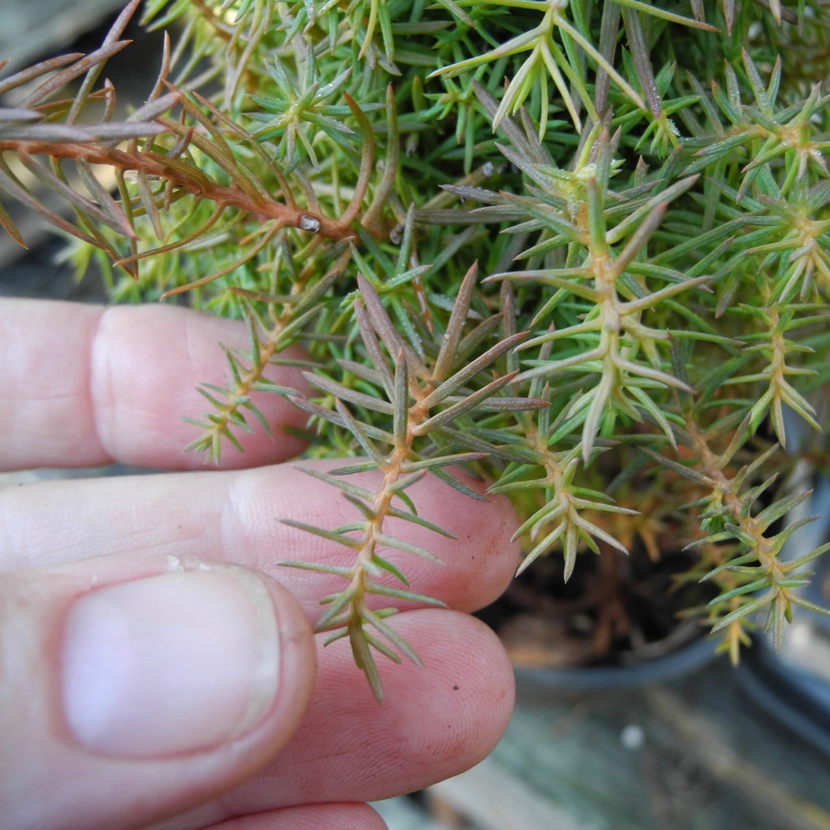 Mushroom Japanese Cedar - Cryptomeria japonica 'Mushroom'