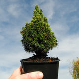 Pixie Dust Dwarf Alberta Spruce  - Picea glauca 'Pixie Dust'
