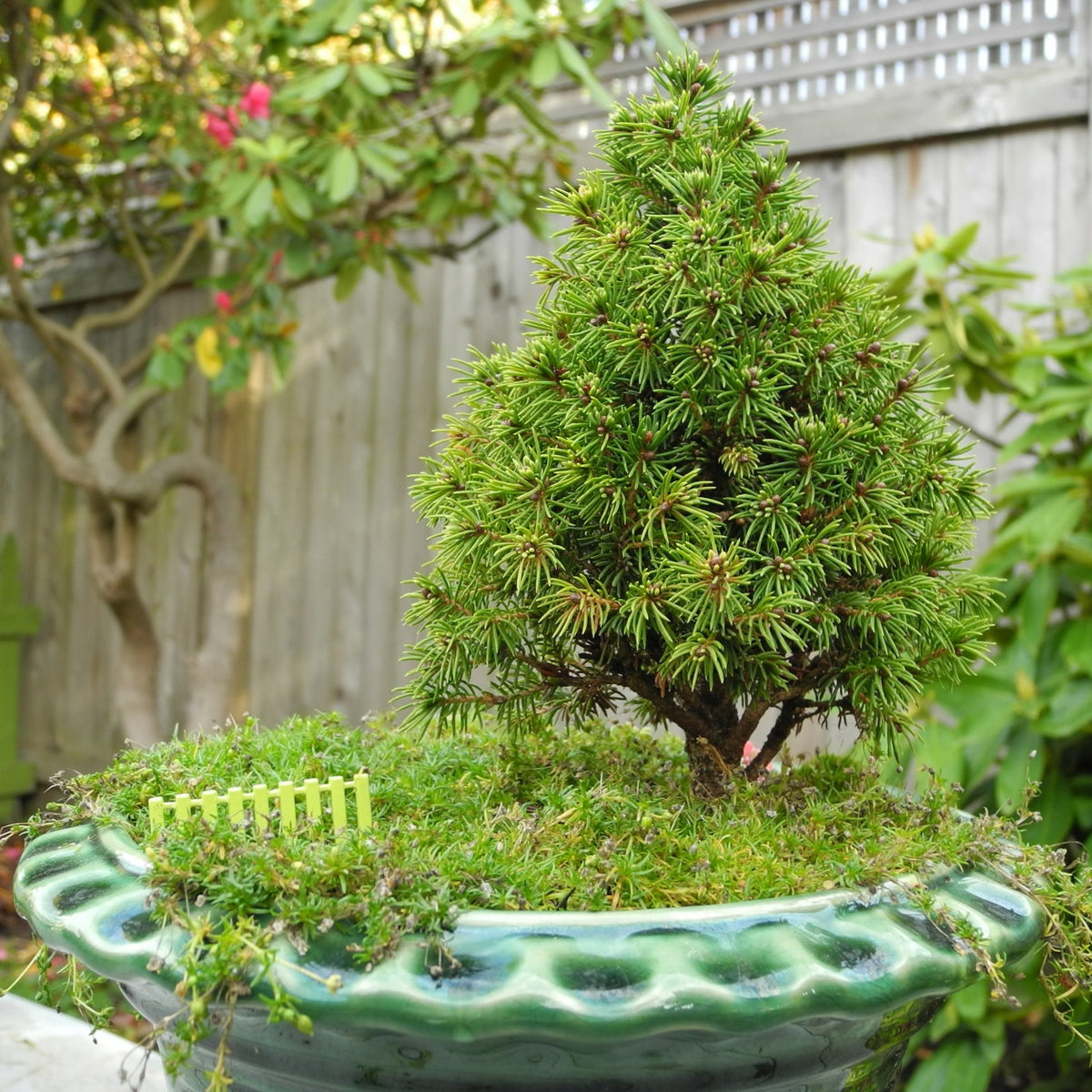 Pixie Dust Dwarf Alberta Spruce  - Picea glauca 'Pixie Dust'