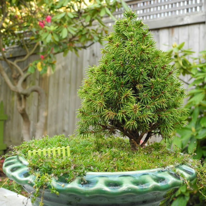 Pixie Dust Dwarf Alberta Spruce  - Picea glauca 'Pixie Dust'