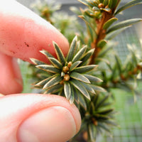 Silver Spire Dwarf English Yew - Taxus baccata 'Silver Spire'