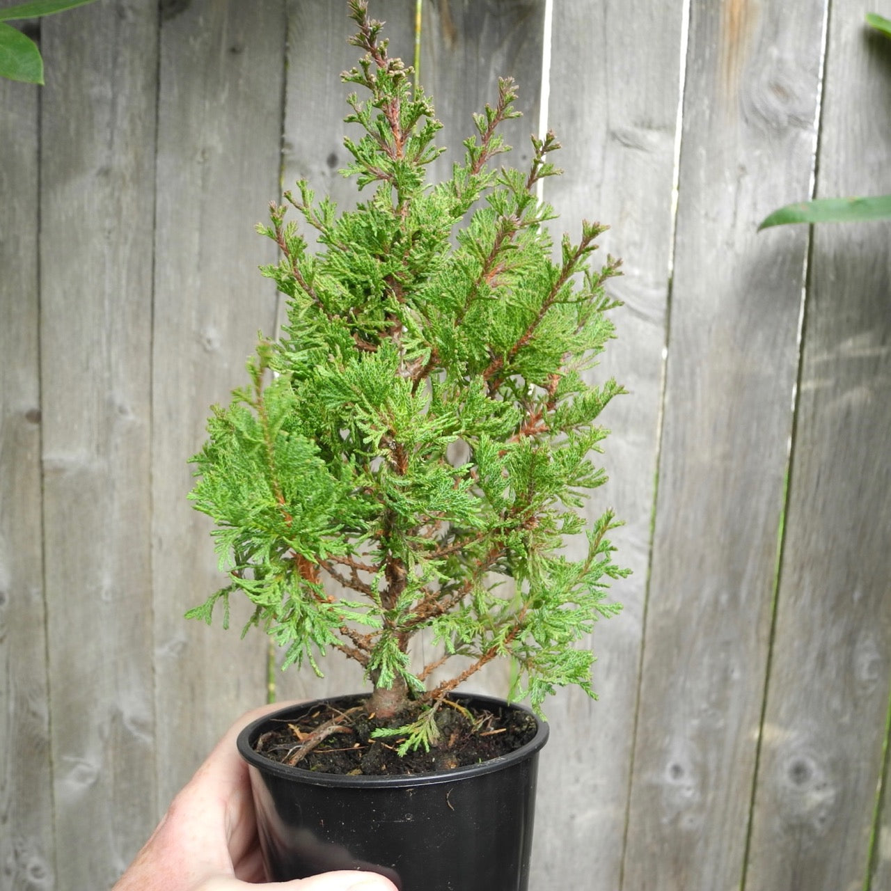 Top Point Dwarf White Cedar - Chamaecyparis thyoides 'Top Point'