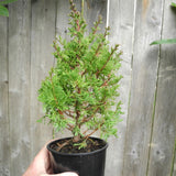 Top Point Dwarf White Cedar - Chamaecyparis thyoides 'Top Point'