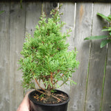Top Point Dwarf White Cedar - Chamaecyparis thyoides 'Top Point'