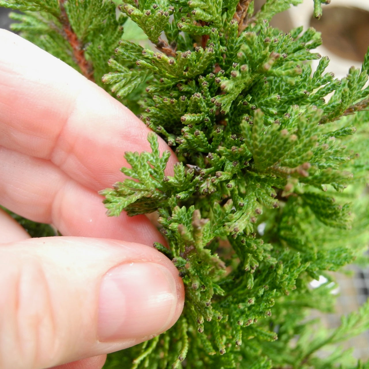 Top Point Dwarf White Cedar - Chamaecyparis thyoides 'Top Point'