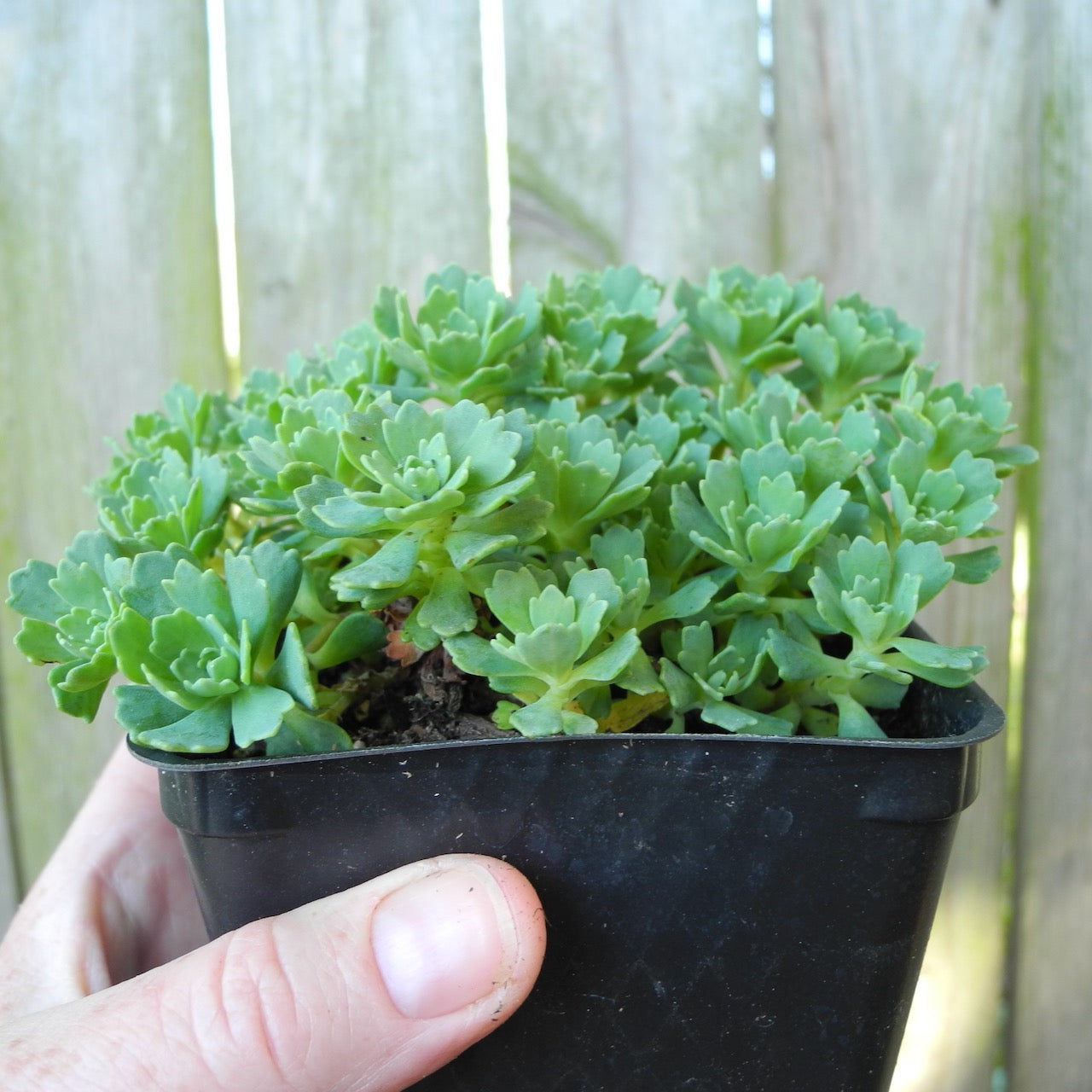 White Diamond Sedum - Sedum pachyclados 'White Diamond'
