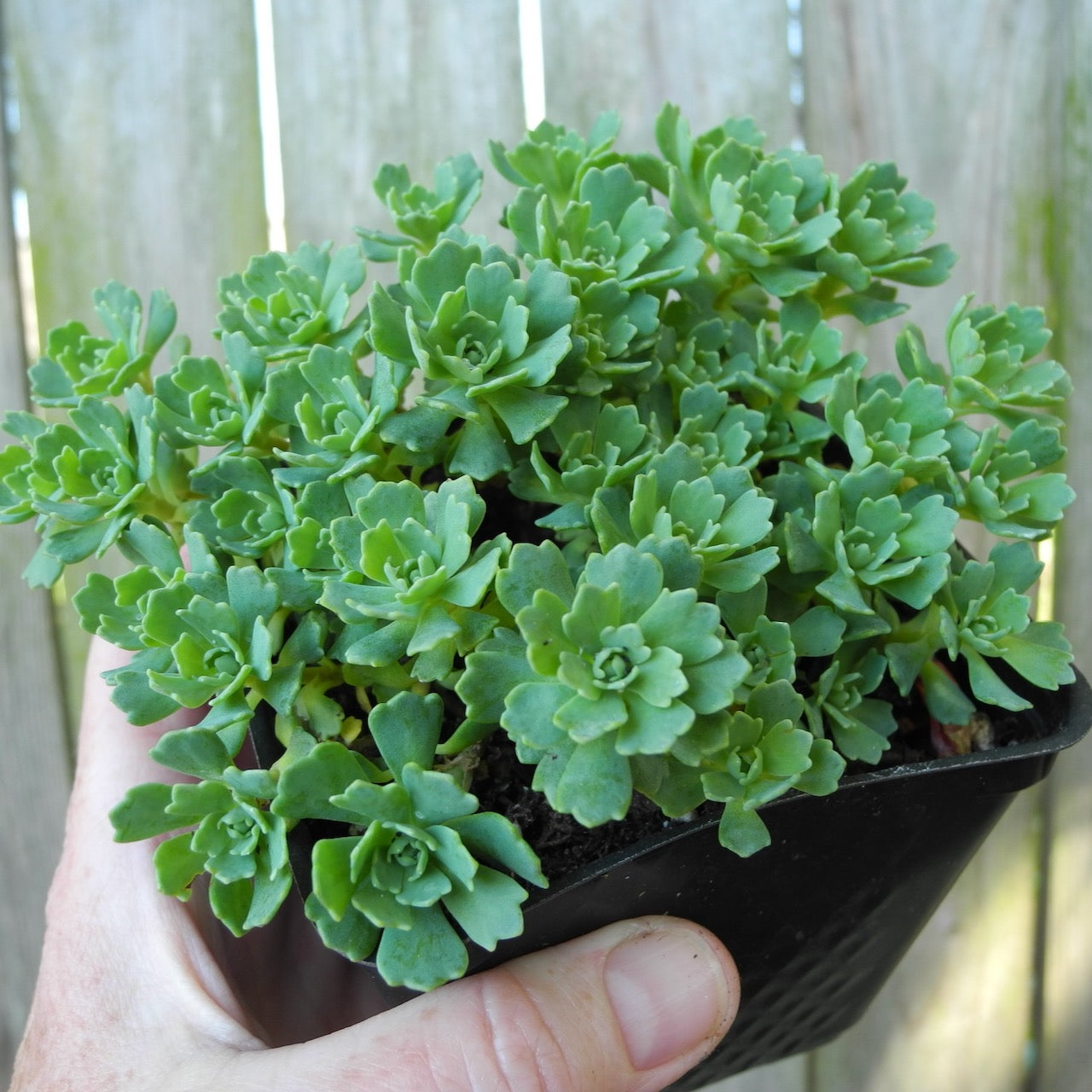 White Diamond Sedum - Sedum pachyclados 'White Diamond'