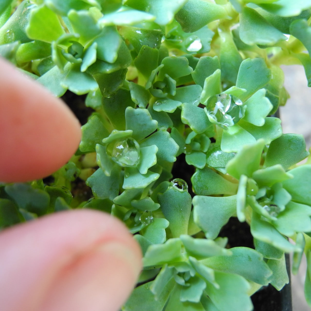 White Diamond Sedum - Sedum pachyclados 'White Diamond'