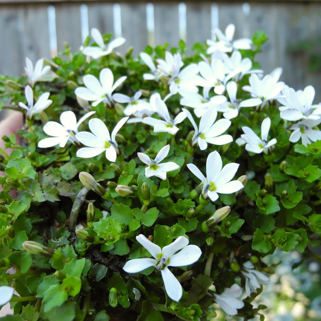 White Star Creeper - Pratia angulata